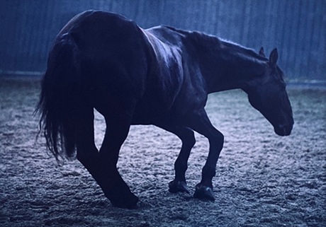 duetart - Charlotte Dumas, Robert Devriendt, Hellen Van Meene